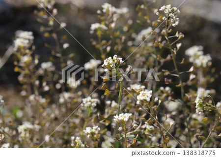Small white shepherd's purse flowers blooming on the roadside in early spring Small white shepherd's purse flowers blooming on the roadside in early spring 138318775