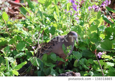 一隻鴿子棲息在紫菀花綠葉間。 138318865