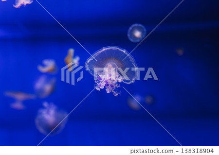 underwater photos of Mediterranean jellyfish, Cotylorhiza tuberculata underwater photos of Mediterranean jellyfish, Cotylorhiza tuberculata 138318904