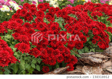 Beautiful chrysanthemum bushes yellow, red, white, pink, red colors Beautiful chrysanthemum bushes yellow, red, white, pink, red colors 138318912