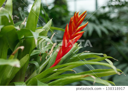 Beautiful red Vriesea floweringup 138318917