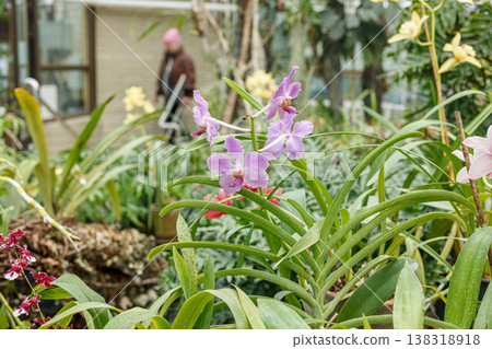 Beautiful blooming orchids of different colors 138318918