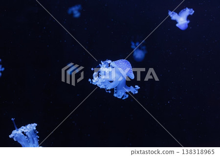 underwater shot of a beautiful Australian Spotted Jellyfish underwater shot of a beautiful Australian Spotted Jellyfish 138318965