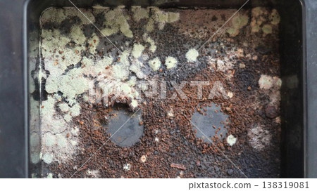A close-up of a coffee machine drip tray containing residual coffee grounds, covered in fungus and mold evidence of improper maintenance along with decaying coffee residue in the machine's drain. 138319081