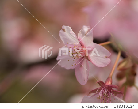 三月裡一個陽光明媚的日子,河津櫻花盛開,深粉紅色的花朵格外美麗。 三月裡一個陽光明媚的日子,河津櫻花盛開,深粉紅色的花朵格外美麗。 138319124