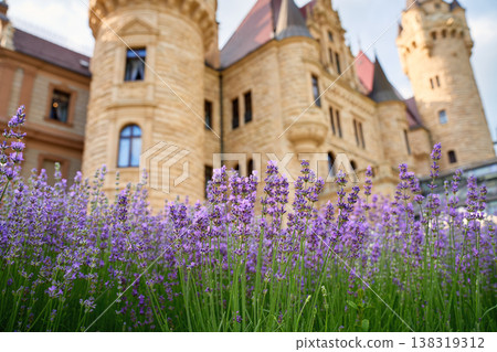 Lavender flowers in front of Moszna Castle in Poland Lavender flowers in front of Moszna Castle in Poland 138319312