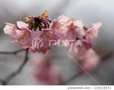 The beautiful pink cherry blossoms of Koshino Kamozakura bloomed in sunny March. The beautiful pink cherry blossoms of Koshino Kamozakura bloomed in sunny March. 138319351