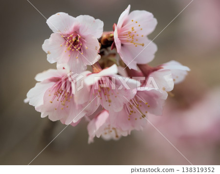 三月陽光明媚，越野鴨櫻美麗的粉紅色櫻花盛開。 138319352