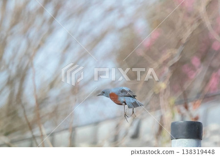 一隻藍磯鶇在李子樹林中休息 一隻藍磯鶇在李子樹林中休息 138319448