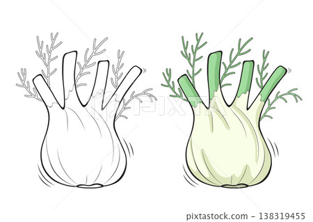 Fennel outline and colored version side by side, hand drawn vegetable vector illustration for coloring book pages 138319455
