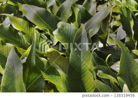 Leaves translucent in the morning sun Leaves translucent in the morning sun 138319456