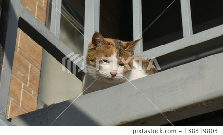 Mike cat Mike cat 138319803