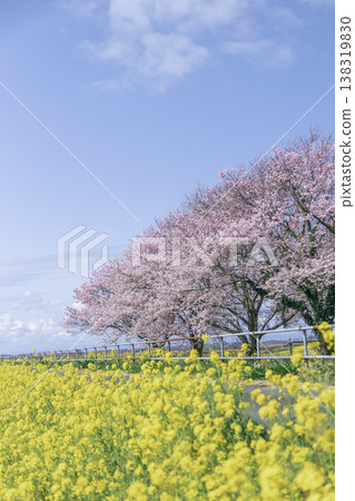 A spring scene of cherry blossom trees and rapeseed fields against a blue sky, with pink and yellow flowers, at Namai Furusato Park in Oyama City. 138319830