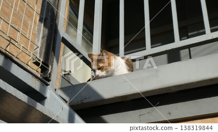 Mike cat Mike cat 138319844