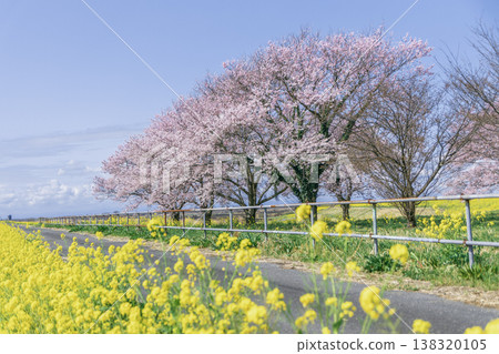 春日鄉村風光:櫻花、油菜花和步行小徑。留有文字空間。名井故鄉公園。 春日鄉村風光:櫻花、油菜花和步行小徑。留有文字空間。名井故鄉公園。 138320105