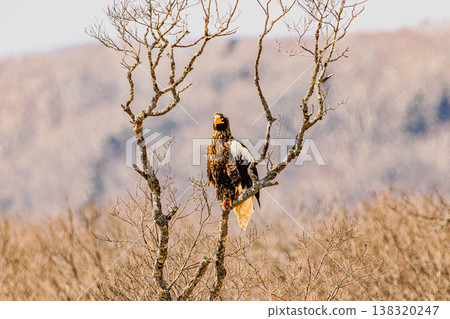 A Steller's sea eagle perched on a branch: A winter wildlife scene in Hokkaido. 138320247