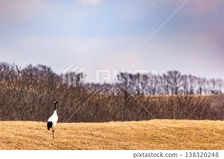 Red-crowned cranes walking across a snowmelt grassland: A spring scene in Hokkaido. 138320248