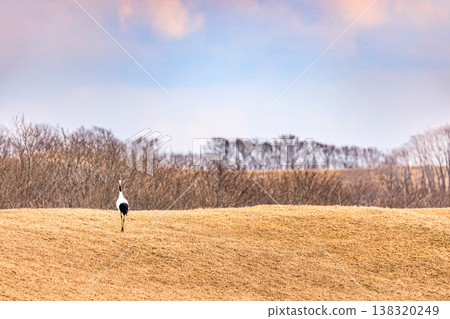 Red-crowned cranes walking across the vast sky and grasslands: a tranquil natural landscape. 138320249