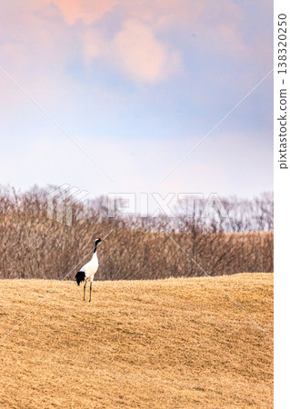 Red-crowned cranes walking on a hilltop: Wildlife and scenery of Hokkaido Red-crowned cranes walking on a hilltop: Wildlife and scenery of Hokkaido 138320250