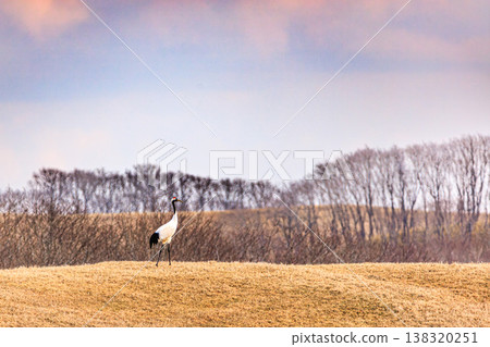 A red-crowned crane stands gracefully on the spring landscape, a truly elegant wild bird. A red-crowned crane stands gracefully on the spring landscape, a truly elegant wild bird. 138320251