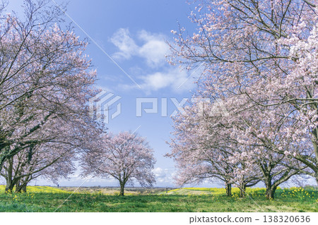 A spring scene surrounded by cherry blossom trees and rapeseed flowers, with a blue sky and expansive copy space. Oyama City, Tochigi Prefecture. 138320636