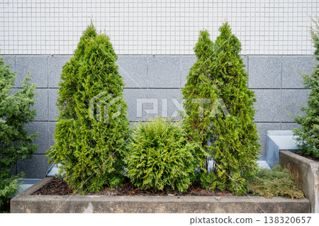 Green conifer shrubs in urban concrete planter modern landscaping with evergreen trees against architectural wall Green conifer shrubs in urban concrete planter modern landscaping with evergreen trees against architectural wall 138320657