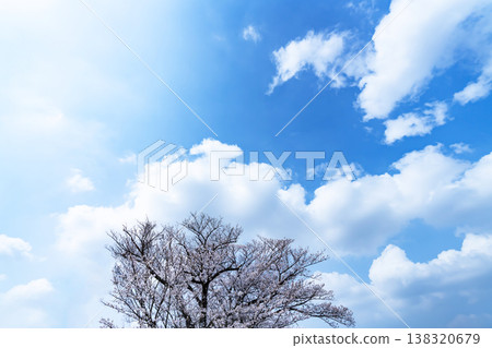 春天的天空和樹林 春天的天空和樹林 138320679