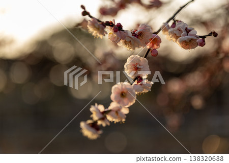 Plum blossoms in Dazaifu illuminated by the setting sun Plum blossoms in Dazaifu illuminated by the setting sun 138320688