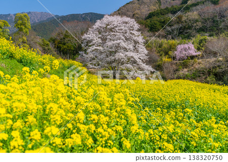 箕毛的薄澄櫻花樹：油菜花田中的一棵櫻花樹 [神奈川縣羽田市] 138320750