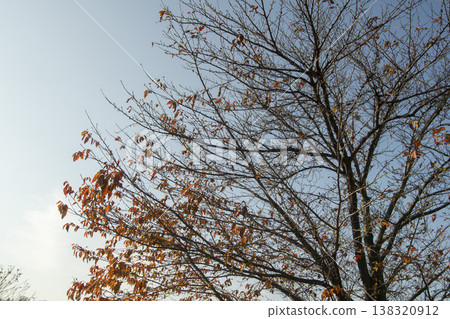 Nakdong River Bicycle Path 138320912