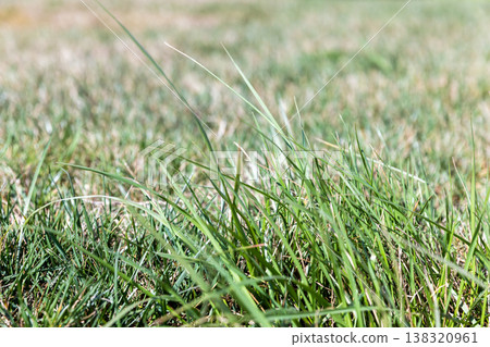 Close-up view of a green grass lawn with fresh blades 138320961