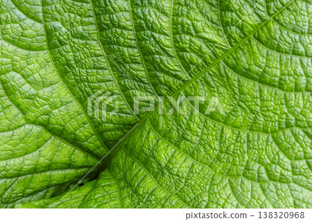 Close-up macro photograph of a vibrant green leaf Close-up macro photograph of a vibrant green leaf 138320968
