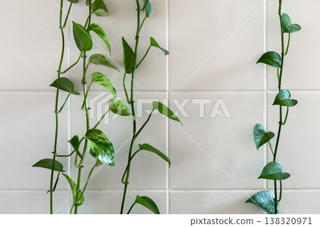 Delicate green trailing vines of a houseplant 138320971