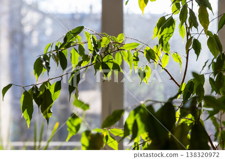 A sunlit ficus houseplant with vibrant green leaves A sunlit ficus houseplant with vibrant green leaves 138320972
