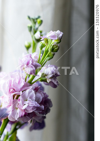 Vertical macro photo Matthiola incana flowers Vertical macro photo Matthiola incana flowers 138320976