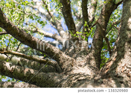 Sunlit birch trunk and spreading branches Sunlit birch trunk and spreading branches 138320980