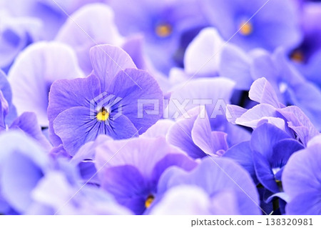 purple viola closeup purple viola closeup 138320981