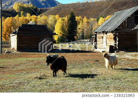山羊漫步在科基村簡樸的木屋村落中。 山羊漫步在科基村簡樸的木屋村落中。 138321063