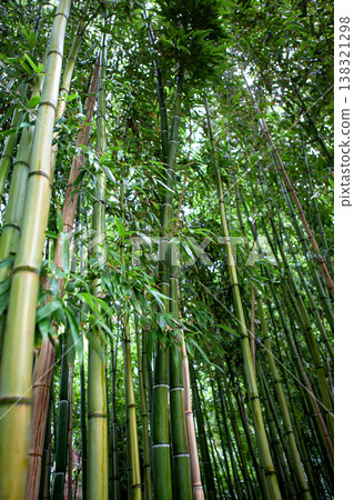 A jungle in an Asian-inspired park 138321298