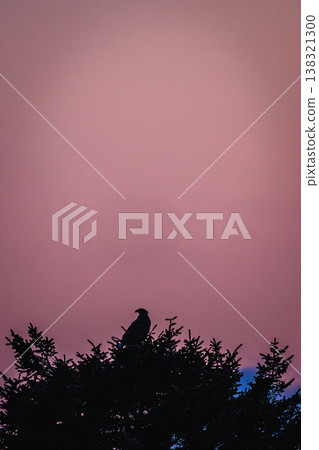 A natural landscape of Hokkaido: the pink-tinged twilight sky and the silhouette of a bird perched in a tree. A natural landscape of Hokkaido: the pink-tinged twilight sky and the silhouette of a bird perched in a tree. 138321300