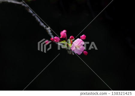 A single, pretty pink flowering crabapple blossom. A single, pretty pink flowering crabapple blossom. 138321425