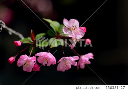 Cute pink flowering crabapple Cute pink flowering crabapple 138321427
