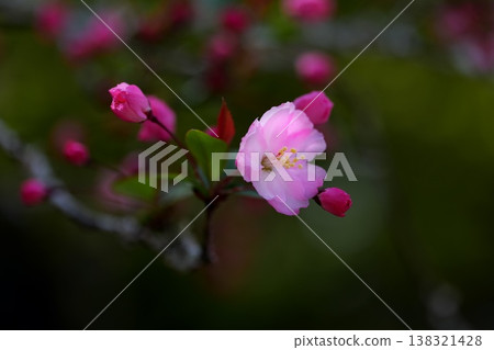 A single, pretty pink flowering crabapple blossom. 138321428