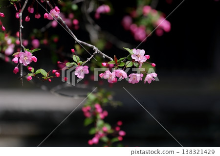 可愛的海棠花預示著春天的到來。 138321429