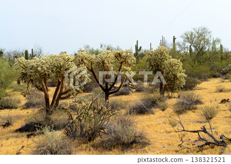 Cholla cactus, Sonora Desert, Mid Winter Cholla cactus, Sonora Desert, Mid Winter 138321521
