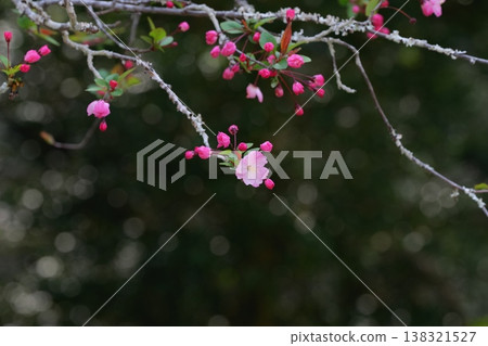 一朵嬌艷欲滴的粉紅海棠花。 一朵嬌艷欲滴的粉紅海棠花。 138321527