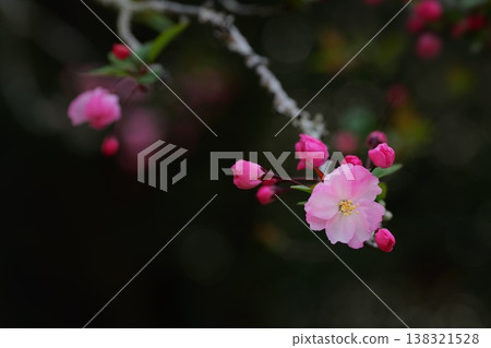 Cute pink flowering crabapples herald the arrival of spring. 138321528