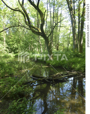 Forest in the Altmuhl Valley in Germany 138321625