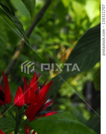 A close-up of the red bracts of Pavonia intermedia, standing out against the greenery of the botanical garden. A close-up of the red bracts of Pavonia intermedia, standing out against the greenery of the botanical garden. 138321707