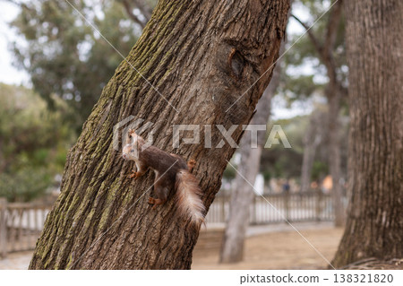 Squirrel climbing on a tree in a park. Squirrel climbing on a tree in a park. 138321820